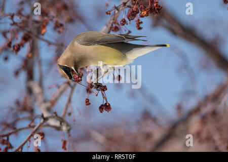 Il Cedar waxwing in un incendio della prateria crabapple tree Foto Stock