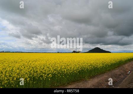 Giallo senape campo in fiore Foto Stock