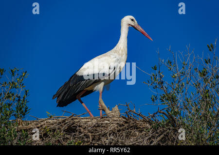 Stork oltre il nido sulla parte superiore della struttura ad albero Foto Stock