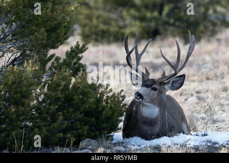 Un mulo cervo si appoggia nel suo letto vicino a Buena Vista, Colorado Foto Stock
