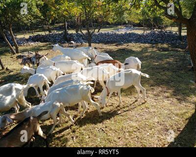 gregge di capre Foto Stock