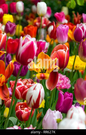 Fiel di molti vivaci tulipani multicolore circondato da verde erba fresca creando una molla dell'umore. Foto Stock