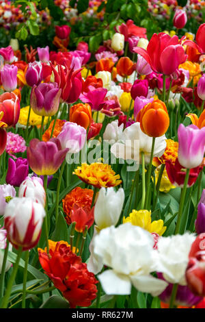 Fiel di molti vivaci tulipani multicolore circondato da verde erba fresca creando una molla dell'umore. Foto Stock