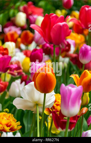 Fiel di molti vivaci tulipani multicolore circondato da verde erba fresca creando una molla dell'umore. Foto Stock