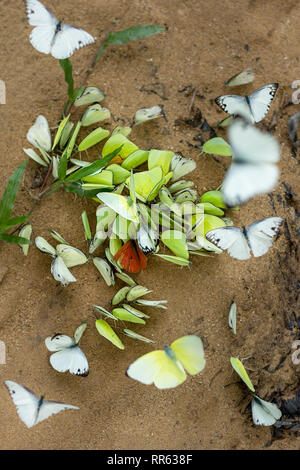 Caleidoscopio di erba comune giallo farfalle sbarcati su una sabbiosa spiaggia fluviale. Foto Stock