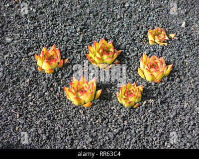 Sei poco carnoso cactus piante piantate nella roccia nera vulcanica del terreno di Lanzarote Foto Stock