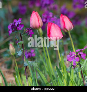 Tulipani rosa fioritura in condizioni di luce solare intensa con onestà viola (Lunaria annua) in background Foto Stock