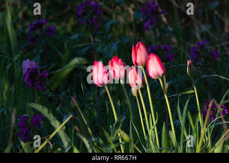 Tulipani rosa fioritura in condizioni di luce solare intensa con onestà viola (Lunaria annua) in ombra in background Foto Stock