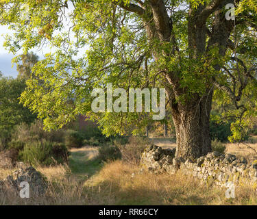 Un vecchio Frassino (Fraxinus excelsior) sorge accanto a un secco muro di pietra e una pista erbosa nel Muir of Dinnet Riserva Naturale Nazionale in Scozia Foto Stock