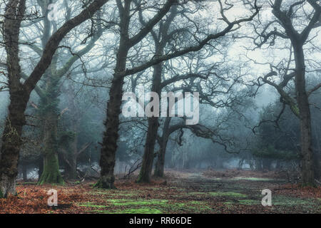 Fritham, Sloden Inclosure, New Forest, Hampshire, Inghilterra, Regno Unito Foto Stock