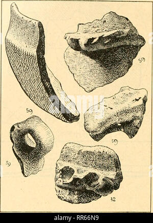 . Abhandlungen der Naturhistorischen Gesellschaft zu Nrnberg. Storia naturale. 98 unregelmäßige Steinlage in Ringform mit je einer Oeffnung in Nordost, s. Abb. 25. Hügel 20 hatte zwischen den Steinen der Oeffnung einige im Boden eingelassene Steinplatten wie eine Andeutung von Pflaster. Marca- schichten waren nicht vorhanden, aber hie und da Klümpchen von Kohlen, un Funden kamen bronzo sowohl- als hallstattzeitliche Scherben zum Vor-. schein; in Hügel 22 fand sich ein zerbrochener Fingerring der gleichen arte wie 67 Abb. 21. Feuersteine Merkmalen mit der Bearbeitung fanden sich mehrfach, aber k Foto Stock