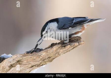 Bianco-breasted picchio muratore in inverno Foto Stock