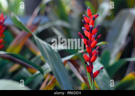 Bromeliad Bromeliaceae Aechmea Victoriana x warasii piante in fiore Foto Stock