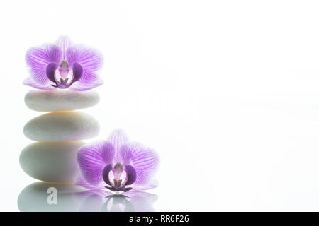 Due viola fiori di orchidea - uno sulla sommità di una pila di tre roundstones bianco e l'altra a fianco di essa - abbondanza di spazio di testo Foto Stock