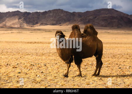 Camel nella steppa della Mongolia occidentale. Foto Stock