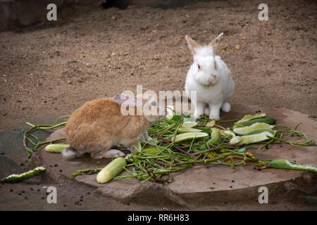 I conigli di rilassarsi e mangiare cibo in gabbia a fattoria degli animali in Saraburi, Thailandia del popolo Thai e i viaggiatori stranieri viaggiare e visitare Foto Stock