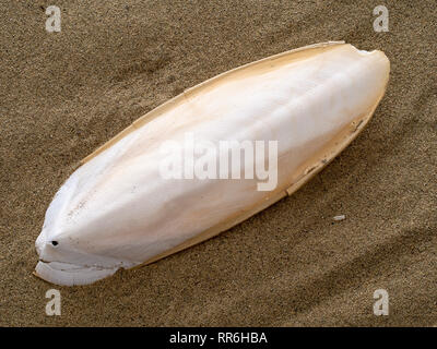 Trovato, naturale osso di seppia aka l'osso di seppia, il guscio interno di cefalopodi. Sulla sabbia. Alimentato da uccelli da compagnia. Foto Stock