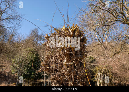 Potatura di salici in primavera Foto Stock