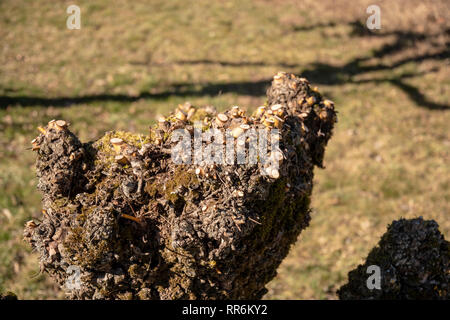 Potatura di salici in primavera Foto Stock