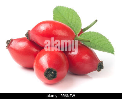 Rosa Mosqueta berry con foglie isolati su sfondo bianco Foto Stock