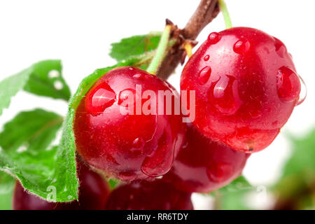 Ciliegio feltrato sul ramo isolato sfondo bianco Foto Stock