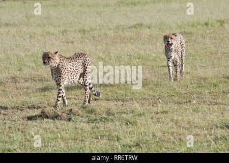 Due maschio ghepardi (Acinonyx jubatus) in movimento attraverso pianure, mattina Foto Stock