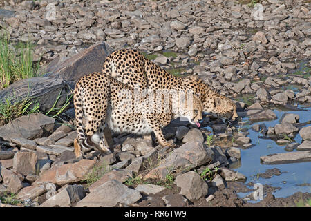 Due maschio ghepardi (Acinonyx jubatus) bere in corrispondenza di un foro per l'acqua nelle prime ore del mattino Foto Stock