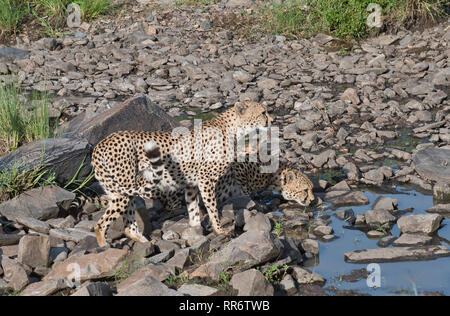 Due ghepardi maschi (Achinonyx jubatus) che bevono in un buco d'acqua la mattina presto. Questi due sono parte della coalizione di Tano Bora di cinque maschi. Foto Stock