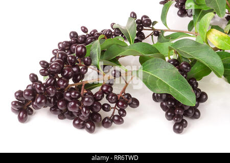 Ramo di ligustro selvatico o Ligustrum vulgare isolati su sfondo bianco Foto Stock