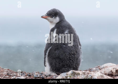 Pinguino Gentoo singolo pulcino giovani permanente sulla spiaggia, Antartide Foto Stock