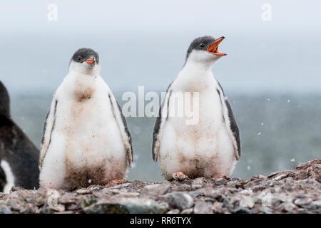 Gentoo penguin, due giovani pulcini permanente sulla spiaggia in Antartide Foto Stock