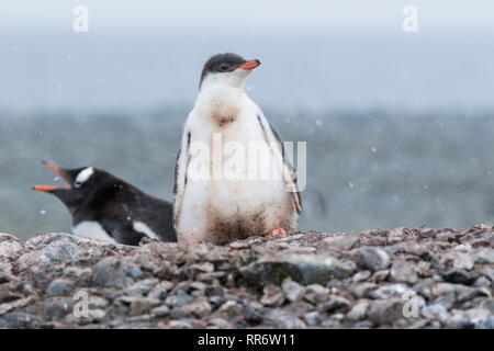 Pinguino Gentoo singolo pulcino giovani permanente sulla spiaggia, Antartide Foto Stock