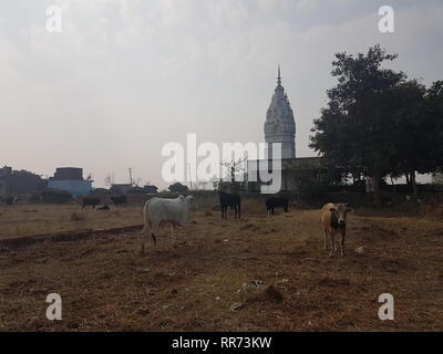 Maggiore noida, India. 01 feb 2019. Vacche stand su un prato nel nord dello stato indiano dell'Uttar Pradesh. Indisciplinato vacche stanno diventando un problema sempre più grave ci sotto il partito nazionalista indù di governo - specialmente per gli agricoltori i cui campi essi danno. Credito: Nick Kaiser/dpa/Alamy Live News Foto Stock