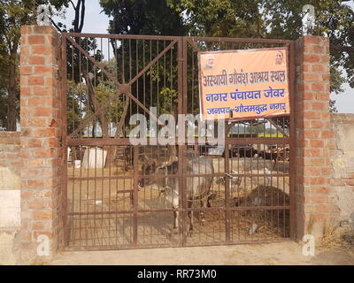 Maggiore noida, India. 01 feb 2019. All'ingresso di un santuario di vacche nel nord dello stato indiano dell'Uttar Pradesh, immagini del Primo Ministro indiano Narendra Modi e Yogi Adityanath, il sacerdote Indù e del capo di stato e di governo sono visualizzati. Vacche non reclamate stanno diventando un problema crescente sotto la loro nazionalista indù di governo - specialmente per gli agricoltori i cui campi essi danno. (A dpa 'Masterless delle vacche sacre rendono la vita difficile per gli agricoltori indiani') Credito: Nick Kaiser/dpa/Alamy Live News Foto Stock