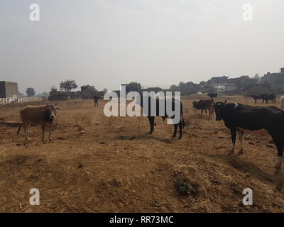 Maggiore noida, India. 01 feb 2019. Vacche stand su un prato nel nord dello stato indiano dell'Uttar Pradesh. Indisciplinato vacche stanno diventando un problema sempre più grave ci sotto il partito nazionalista indù di governo - specialmente per gli agricoltori i cui campi essi danno. Credito: Nick Kaiser/dpa/Alamy Live News Foto Stock