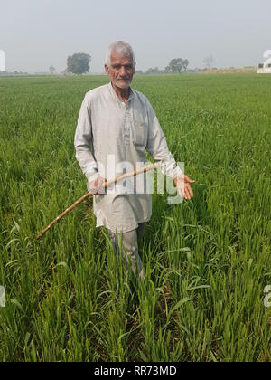 Maggiore noida, India. 01 feb 2019. Agricoltore Ved Pal Singh punti a piante nibbled da vacche sul suo campo di grano nel nord dello stato indiano dell'Uttar Pradesh. Sotto il partito nazionalista indù di governo, masterless vacche stanno diventando un problema sempre più grave ci - specialmente per gli agricoltori. (A dpa 'Masterless delle vacche sacre rendono la vita difficile per gli agricoltori indiani') Credito: Nick Kaiser/dpa/Alamy Live News Foto Stock