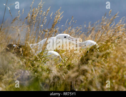 Dunedin, Nuova Zelanda. 24 Febbraio, 2019. Northern Royal albatri sono visti presso il Royal Albatross Center in Taiaroa Head, Dunedin, Nuova Zelanda, nel febbraio 24, 2019. Ogni anno oltre 40 coppie di Northern Royal albatri nido e razza al mondo solo continentale colonia di allevamento a Taiaroa Head. Da gennaio di quest'anno, un totale di 29 albatross pulcini sono schiuse nella recente stagione di riproduzione a partire dal settembre dello scorso anno. Credito: Guo Lei/Xinhua/Alamy Live News Foto Stock