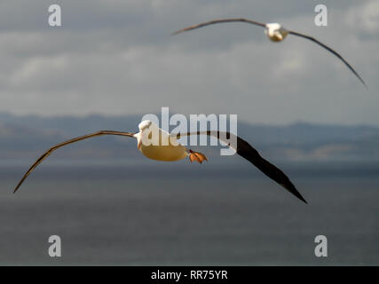 Dunedin, Nuova Zelanda. 24 Febbraio, 2019. Northern Royal albatri volare presso il Royal Albatross Center in Taiaroa Head, Dunedin, Nuova Zelanda, nel febbraio 24, 2019. Ogni anno oltre 40 coppie di Northern Royal albatri nido e razza al mondo solo continentale colonia di allevamento a Taiaroa Head. Da gennaio di quest'anno, un totale di 29 albatross pulcini sono schiuse nella recente stagione di riproduzione a partire dal settembre dello scorso anno. Credito: Guo Lei/Xinhua/Alamy Live News Foto Stock