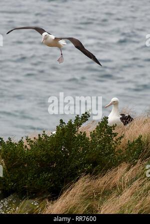 Dunedin, Nuova Zelanda. 24 Febbraio, 2019. Northern Royal albatri sono visti presso il Royal Albatross Center in Taiaroa Head, Dunedin, Nuova Zelanda, nel febbraio 24, 2019. Ogni anno oltre 40 coppie di Northern Royal albatri nido e razza al mondo solo continentale colonia di allevamento a Taiaroa Head. Da gennaio di quest'anno, un totale di 29 albatross pulcini sono schiuse nella recente stagione di riproduzione a partire dal settembre dello scorso anno. Credito: Guo Lei/Xinhua/Alamy Live News Foto Stock