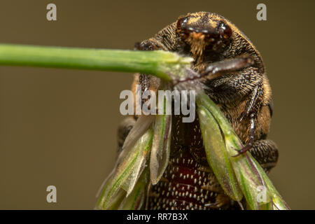 Ritratto immagine ravvicinata di una luce di colore vario tappeto beetle Anthrenus verbasci sul lato destro di tenere su una pianta verde Foto Stock