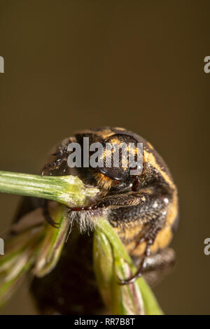 Ritratto di una luce di colore vario tappeto beetle Anthrenus verbasci tenendo saldamente su una pianta verde inclinato e sta per cadere Foto Stock