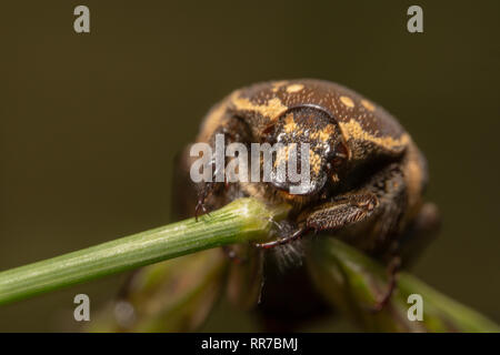 Luce di vario colore moquette beetle Anthrenus verbasci tenendo saldamente su una pianta verde con due grandi occhi su focus Foto Stock