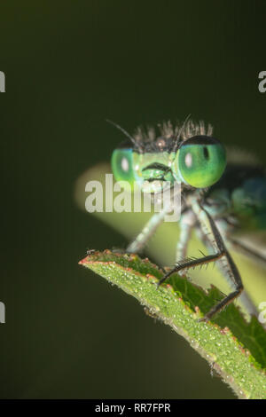 Damselfly headshot vicino a partire dal lato su una foglia con le goccioline d'acqua. Damselfly mattina shot. damselfly con occhi verdi e capelli acuminati Foto Stock