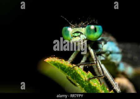 Damselfly headshot vicino a partire dal lato su una foglia con le goccioline d'acqua. Damselfly mattina shot Foto Stock