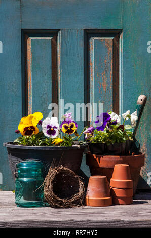 Piantando tegami di primavera, pentole di terracotta vaso porta giardino nido di uccello, Monroe, New Jersey, Stati Uniti, vaso di Pansy vaso contenitore vintage giardino capannone Foto Stock