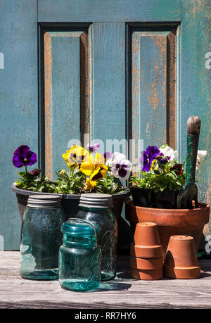 Piantando i contenitori della molla Pansies che vasano la porta del capannone, vasi della terracotta, vasi della sfera, attrezzi del giardino dell'annata del capannone, Monroe, New Jersey, Stati Uniti, giardino del cottage Foto Stock