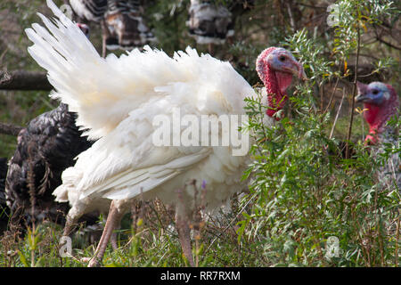 White turchia pascolare sui prati in campagna Foto Stock