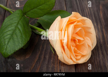 Peach rose con foglie al buio su un sfondo di legno Foto Stock