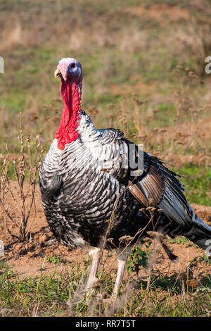 Turkeycock pascolare sui prati in campagna Foto Stock