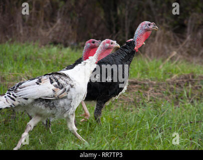 Tre turkeycock pascolare sui prati in campagna Foto Stock